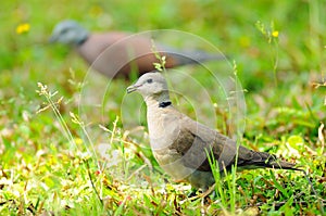 Red collared dove on green grass, birds, wildlife, nature