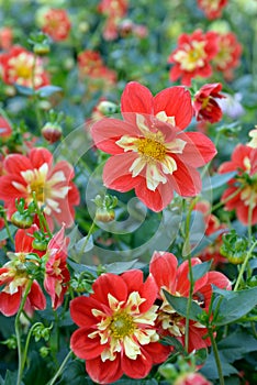 Red collerette Dahlia blossoms and buds Outdoor Daylight