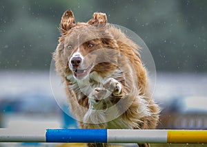 Red Collie Agility Jumping