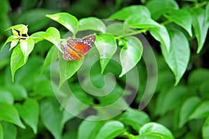 Red Collie butterfly on green leaves