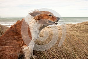 Red collie type dog in ammophila marram grass at b