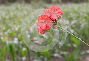 Red collor beautiful flower