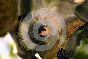 Red colobus, Jozani-Chwaka National Park, Zanzibar, Tanzania