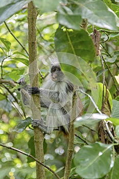 Red Colobus Monkey