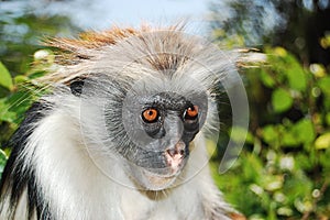 Red colobus monkey