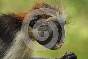 Red colobus monkey