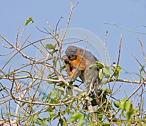 Red Colobus monkey asleep in tree