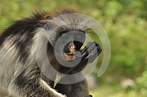 Red colobus monkey eats a piece of charcoal photo
