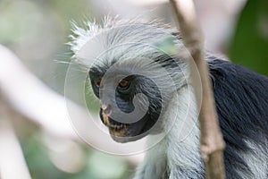 Red colobus monkey gazing into the forest