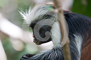 Red colobus monkey gazing into his hands