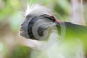 Red colobus monkey gazing up into the forest