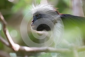 Red colobus monkey gazing up into the forest