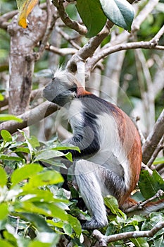 Red colobus monkey gazing up into the forest