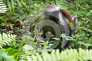 Red Colobus monkey, Jozani forest, Zanzibar