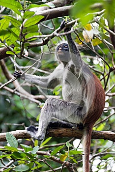 Red Colobus monkey, Jozani forest, Zanzibar
