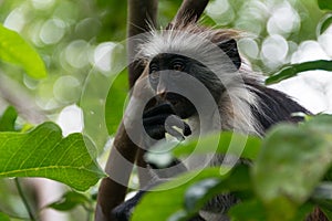 Red Colobus monkey, Jozani forest, Zanzibar