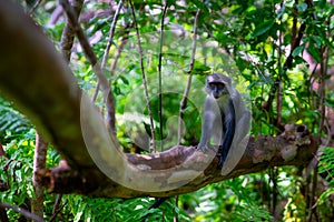 Red Colobus Monkey, Jozani Forest, Zanzibar - Endangered Species