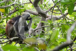 Red Colobus monkey, Jozani forest, Zanzibar