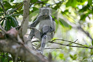 Red colobus monkey in Jozani Forest, Zanzibar, Tanzania