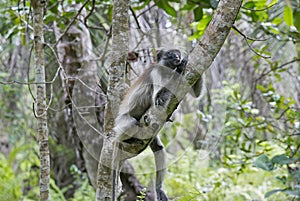 Red colobus monkey in Jozani Forest, Zanzibar, Tanzania