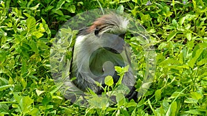 Red Colobus Monkey in Jozani Forest Zanzibar Tanzania