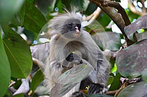 Red colobus monkey in Jozani NP, Zanzibar photo