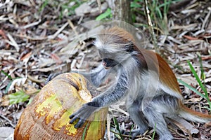 Red colobus monkey playing with fruit in Jozani forest national park