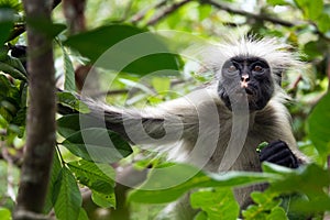 Red Colobus monkey Procolobus kirkii, Jozani forest, Zanzibar