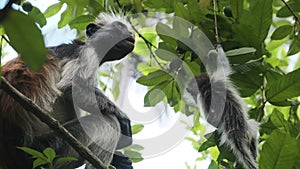 Red Colobus Monkey Sitting on Branch in Jozani Tropical Forest, Zanzibar, Africa