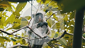 Red Colobus Monkey Sitting on Branch in Jozani Tropical Forest, Zanzibar, Africa