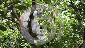 Red Colobus Monkey Sitting on Branch in Jozani Tropical Forest, Zanzibar, Africa