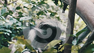 Red Colobus Monkey Sitting on Branch in Jozani Tropical Forest, Zanzibar, Africa