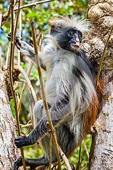 Red Colobus Monkey in tree (2) photo