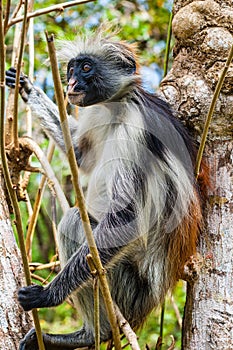 Red Colobus Monkey in tree photo