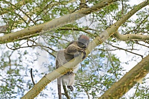 Red Colobus Monkey in a Tree