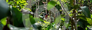 Red colobus monkey in trees
