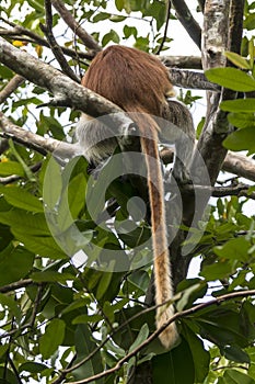 Red Colobus monkey , Zanzibar