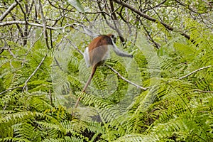 Red Colobus monkey , Zanzibar
