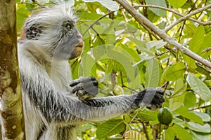 Red Colobus monkey , Zanzibar