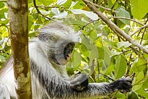 Red Colobus monkey , Zanzibar