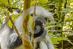 Red Colobus monkey , Zanzibar