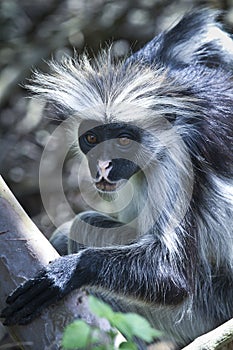 Red colobus monkeys at Jozani forest in Zanzibar,