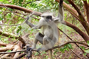 Red colobus (Piliocolobus kirki) monkey photo