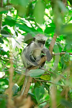 Red colobus Piliocolobus kirki monkey