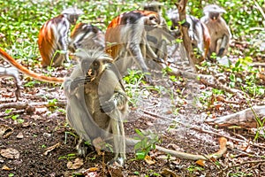 Red colobus (Piliocolobus kirki) monkey