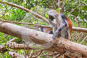 Red colobus (Piliocolobus kirki) monkey