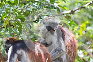 Red colobus Piliocolobus kirki monkey Zanzibar, Tanzania