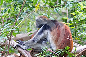 Red colobus Piliocolobus kirki monkey Zanzibar, Tanzania