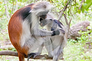 Red colobus (Piliocolobus kirki) monkeys