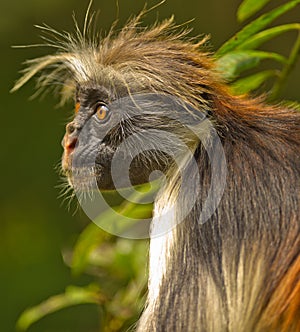 Red ColobusÂ´pungent stare